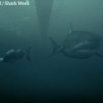 Michael Phelps versus a shark1