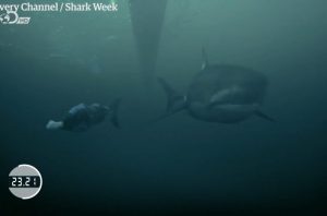 Michael Phelps versus a shark1