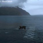 Michael Phelps versus a shark2
