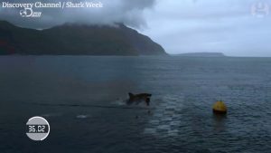 Michael Phelps versus a shark2