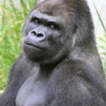 Shabani the Handsome Gorilla