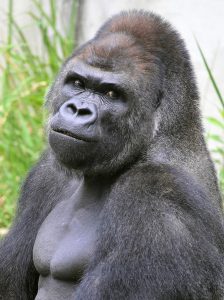 Shabani the Handsome Gorilla