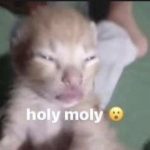 Weird Cat