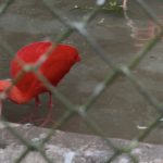 Scarlet Ibis