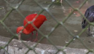 Scarlet Ibis
