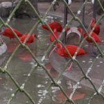 More Scarlet Ibis