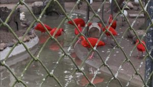 More Scarlet Ibis