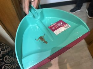 The Shower Scorpion
